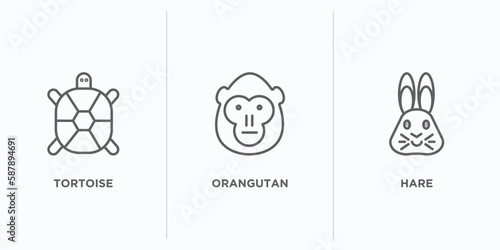 animals outline icons set. thin line icons such as tortoise, orangutan, hare vector. linear icon sheet can be used web and mobile