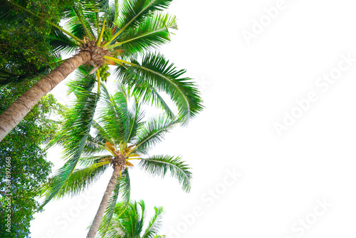 Summer background with coconut leaves and bright sky. © STOCK PHOTO 4 U
