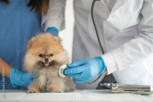 Fototapeta Naklejka Na Ścianę i Meble -  Examine the veterinarian's breath in work clothes, listen to the breath of a small dog, veterinary clinic, pet care concept.