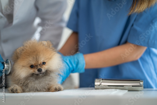 Examine the veterinarian's breath in work clothes, listen to the breath of a small dog, veterinary clinic, pet care concept.