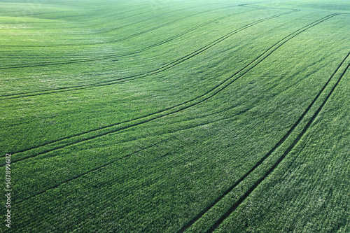 Drone view of a green wheat field. Technological traces of technology. © maykal