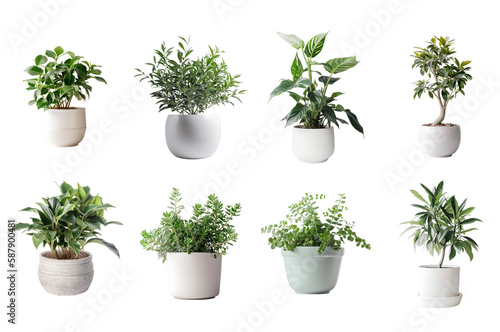 Gorgeous Collection of Potted Plants Isolated on Clear Background Created with Generative AI and Other Techniques