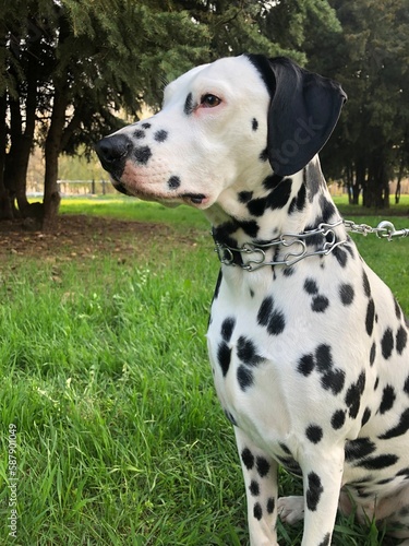 great dane dog