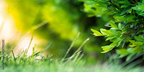 Abstract nature background with selective focus on fresh green grass