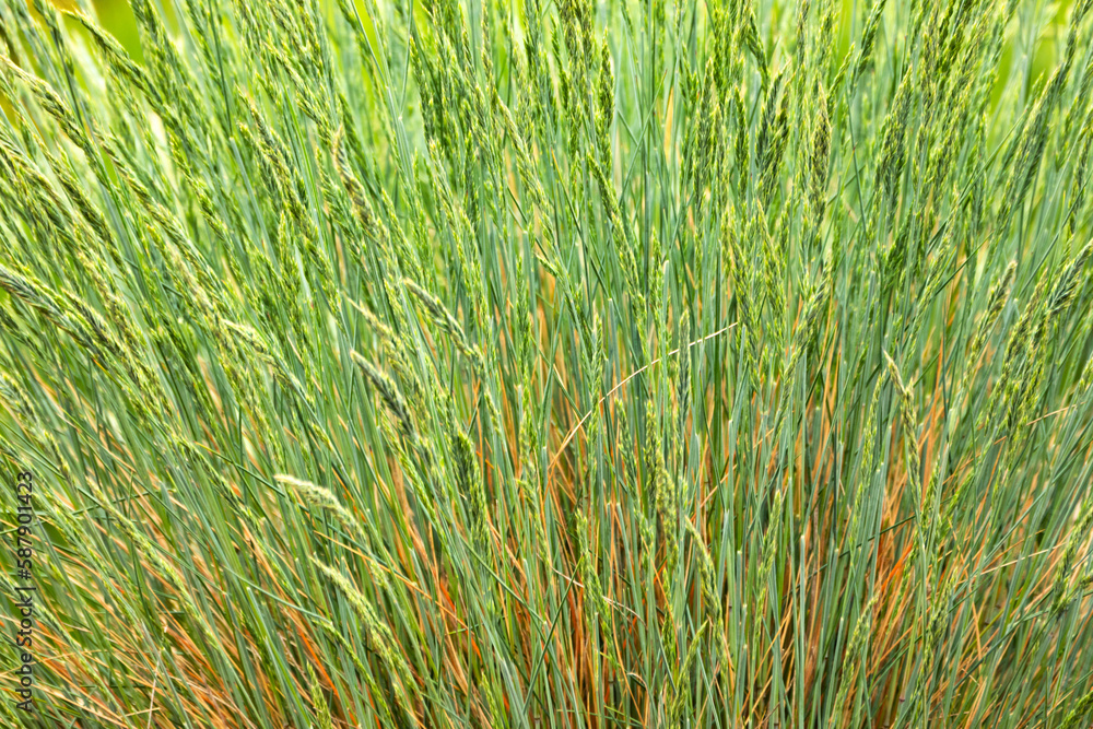 Unrefined Elegance Textured Patterns of Wild Grasses Unrefined Elegance Textured Patterns of Wild Grasses