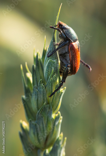 Close-Up of Sitophilus Granarius on Wheat Stalk: A Macro World Unveiled
