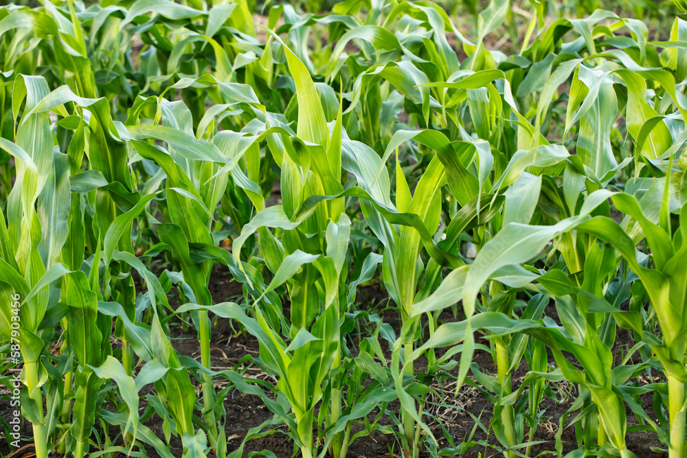 Green and Growing: Fresh Young Corn on the Farm