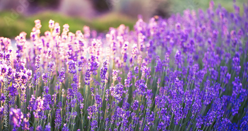 Lavender Fields Forever: Capturing the Beauty of Blooming Bushes