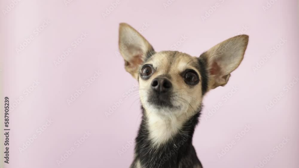 small dog portrait, funny cute toy terrier with big ears small dog portrait, funny cute toy terrier with big ears