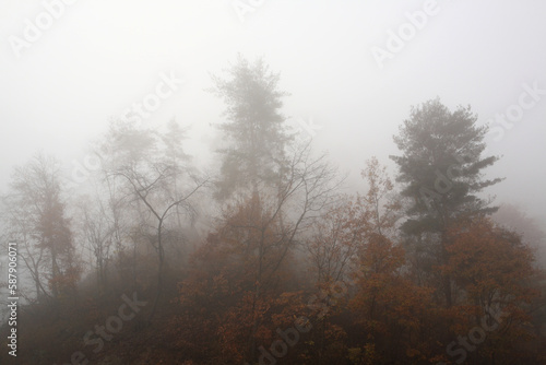 fog in the forest © ccarax