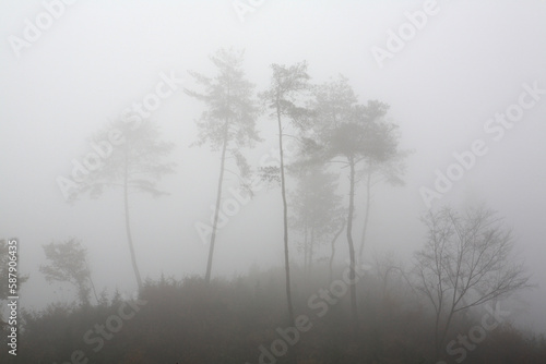 misty morning in the forest