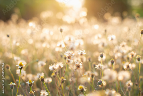 Beautiful meadow field with fresh grass  in nature  Summer spring perfect natural landscape. © chaunpis