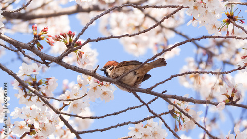 A low angle view of a sparrow perching on a cherry blossom tree in spring japan