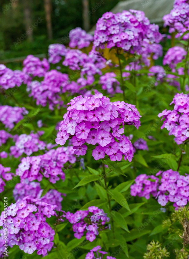 Flowers Flowers