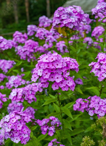 Flowers "Phlox paniculata" close-up on the background of greenery in summer