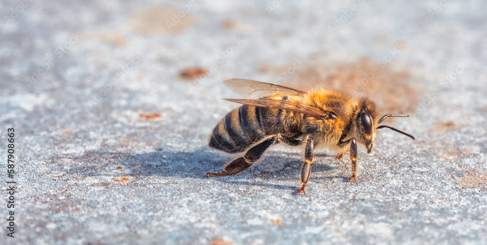Busy Bee on Gray Stone Background close up Busy Bee on Gray Stone Background close up