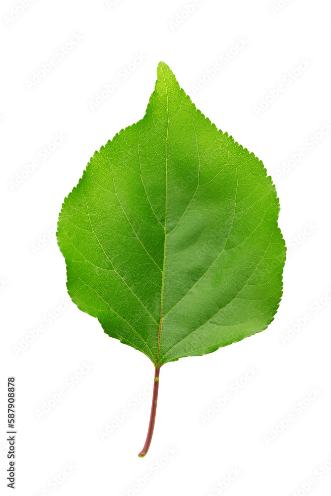 Fototapeta premium Green apricot leaf. Isolated on a white background.