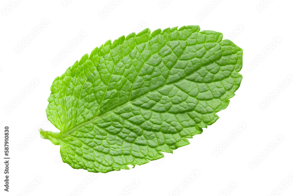 One fresh mint leaf. Close-up. Isolated on white background. One fresh mint leaf. Close-up. Isolated on white background.