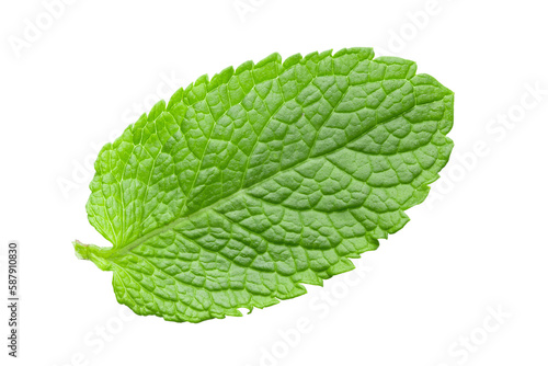 One fresh mint leaf. Close-up. Isolated on white background.