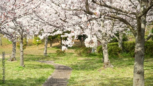 桜並木