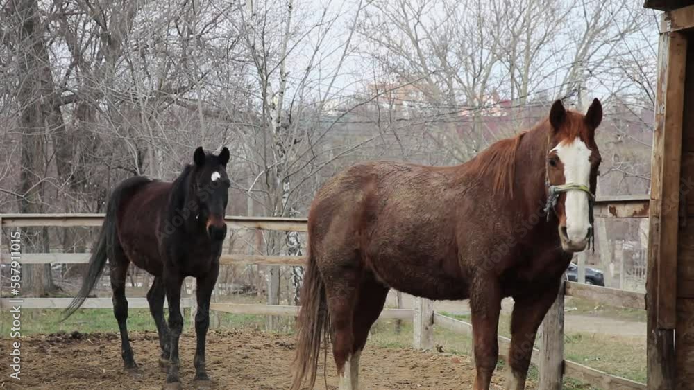 brown horse with a white stripe on the muzzle, outdoors, next to a dark brown horse brown horse with a white stripe on the muzzle, outdoors, next to a dark brown horse