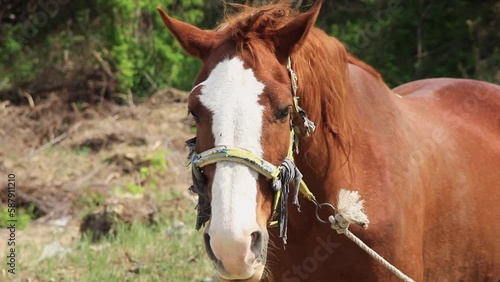 portrait of a brown tethered horse in a clearing