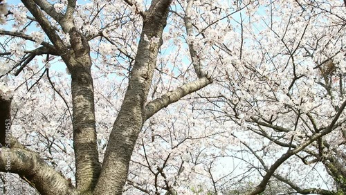 桜の木
