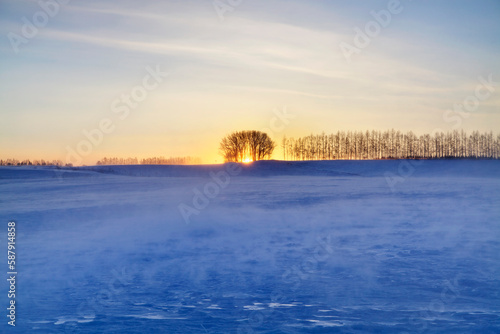 日の出のカラマツ並木と地吹雪（帯広市） © itoh masako