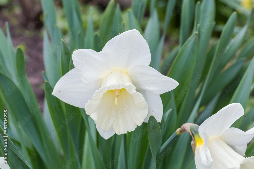 White narcissus flower with trumpet-shaped corona, close-up White narcissus flower with trumpet-shaped corona, close-up