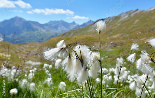 closeup on linaigrette flowers cotton grass in a meadow and rocky mountains b...
