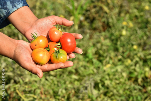 Happy young woman picking or examine fresh tomatoes in organic farm or field