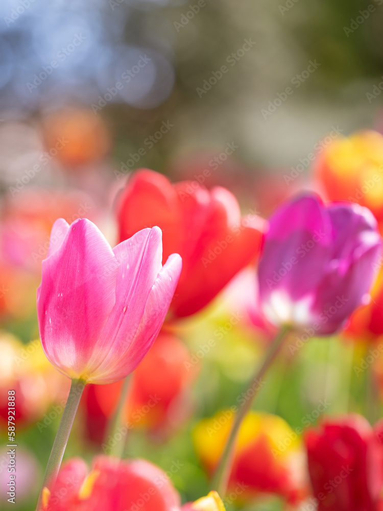 Tulipes Tulipes