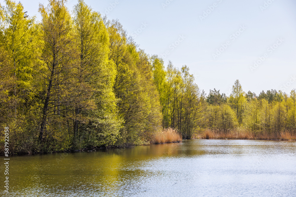 Fototapeta premium Budding forest by a lake a sunny spring day