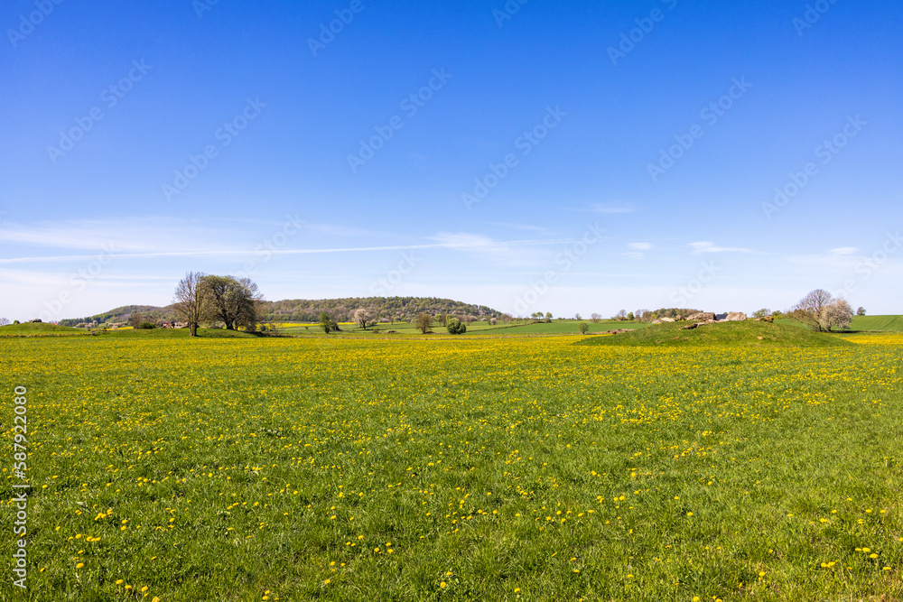 Landscape view with flowering dandelions at spring