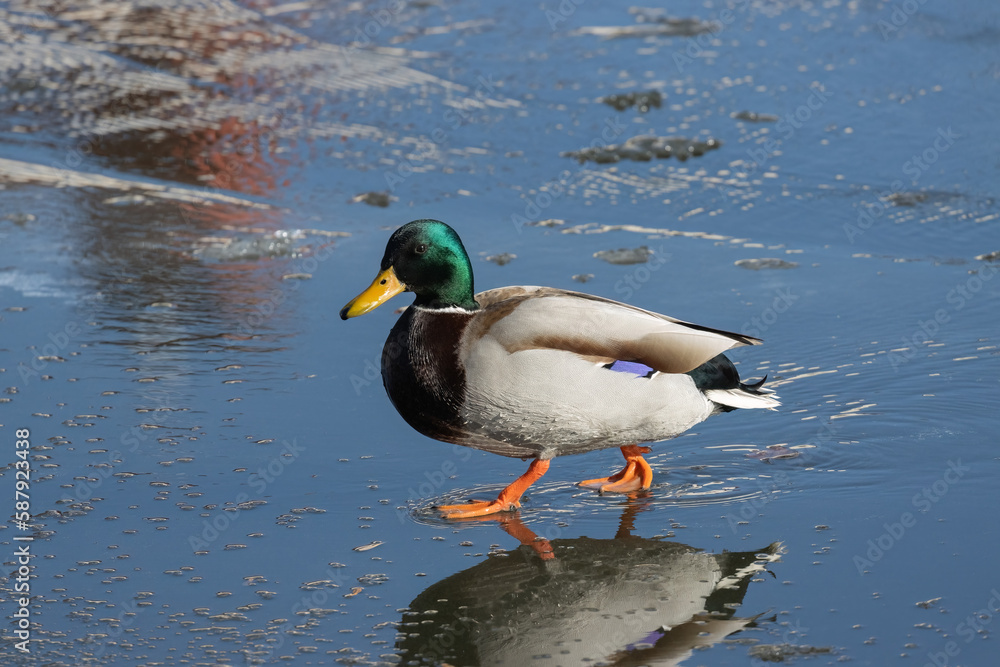 Fototapeta premium duck on the water