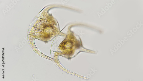 Fotografia Ceratium tripos, a marine phytoplankton belonging dinoflagellata group