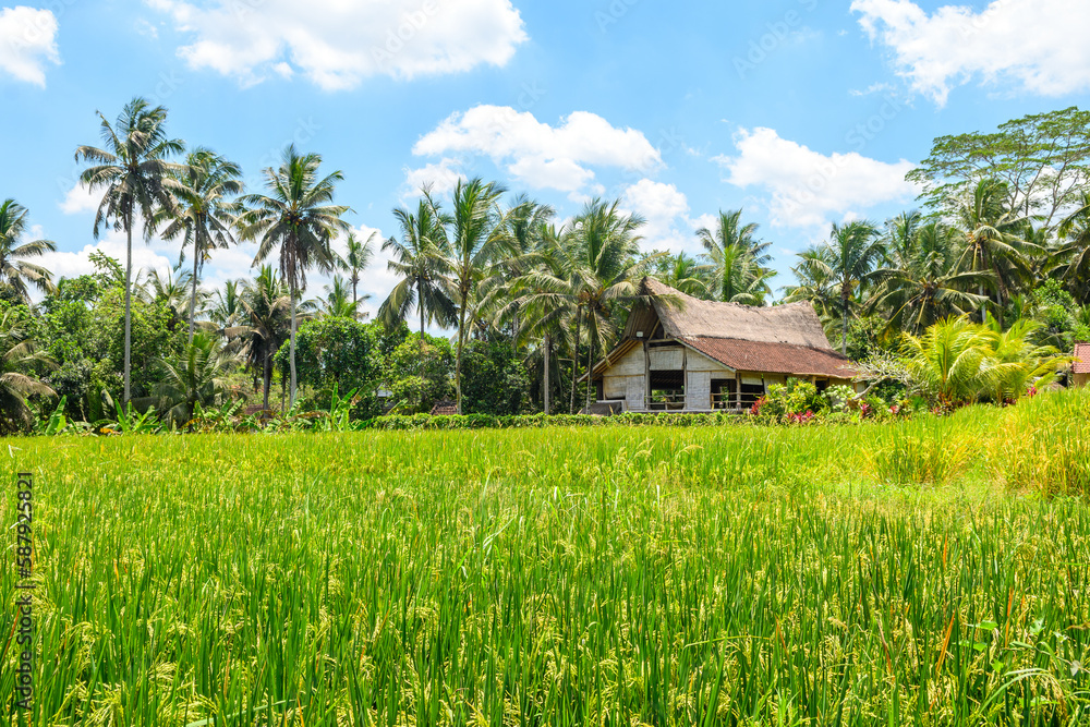 panoramic view of rice terrace field in bali, indonesia panoramic view of rice terrace field in bali, indonesia