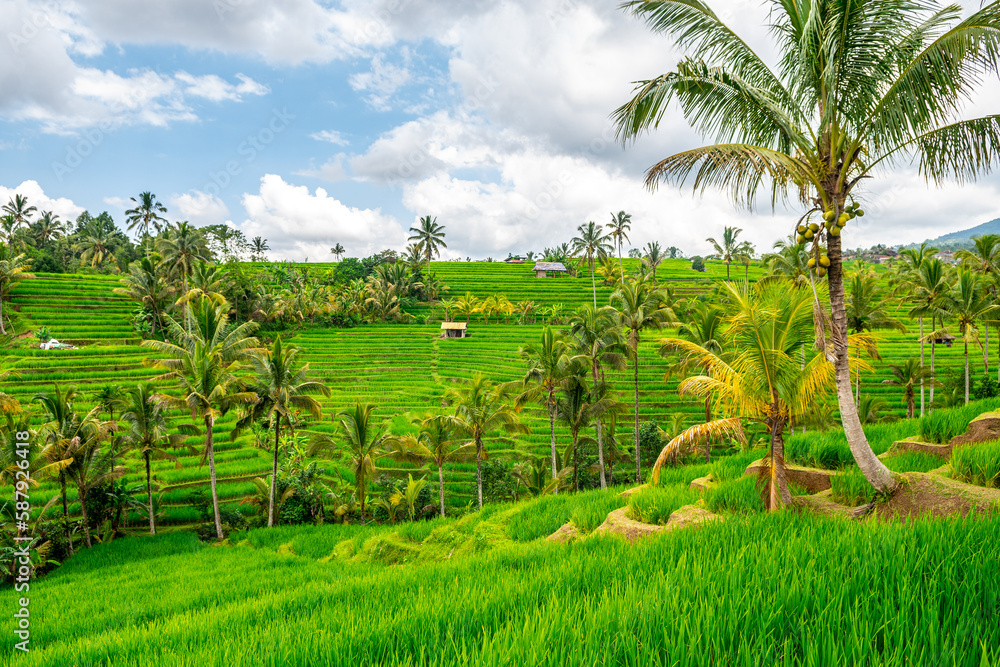 panoramic view of rice terrace field in bali, indonesia