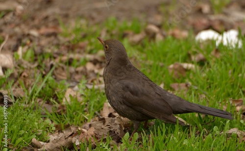 Natura - kos, ptak na trawie. © adamraga