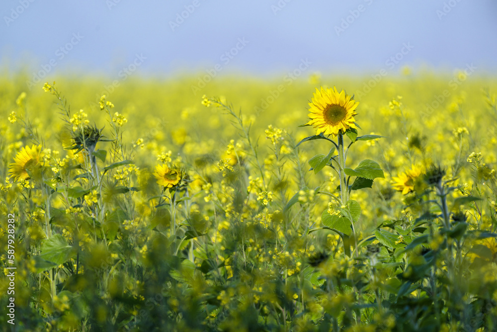 Fototapeta premium Tournesol dans un champ de colza au petit matin en automne