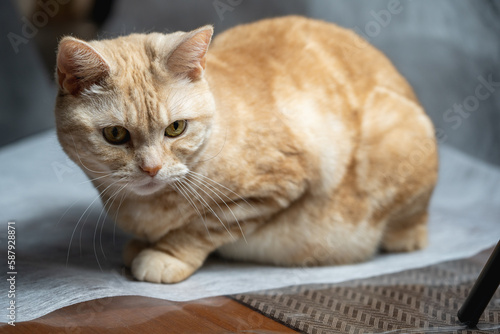 猫59