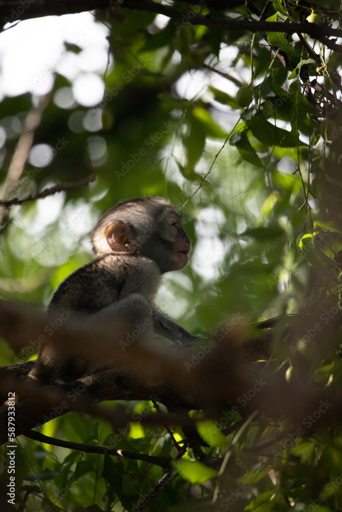Little baby monkey in the tree looking for fruit. Cute little animal sitting in the tree, monkeys, Mombasa, Kenya Africa Little baby monkey in the tree looking for fruit. Cute little animal sitting in the tree, monkeys, Mombasa, Kenya Africa