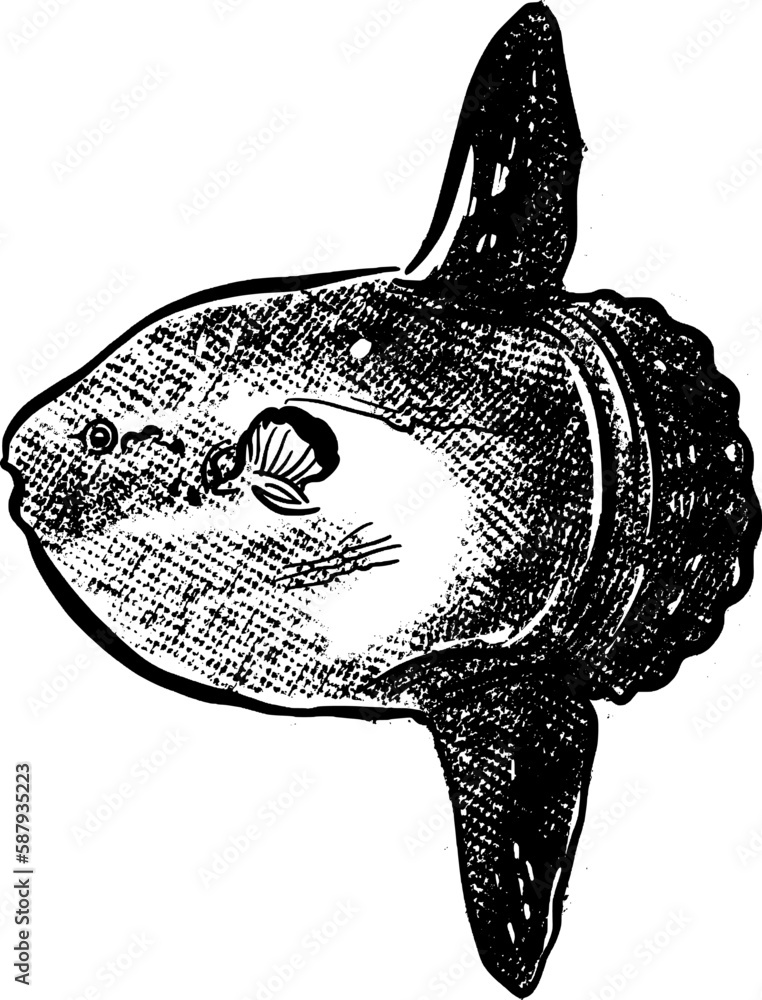 vector illustration drawing of a sketch of a Mola mola fish Stock