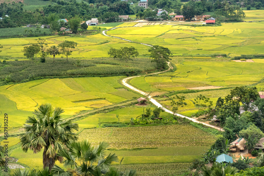 peaceful landscape of rice fields and road to village at harvest time in Thuong Lam commune, Tuyen Quang province, Vietnam