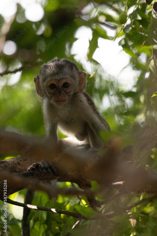 Little baby monkey in the tree looking for fruit. Cute little animal sitting in the tree, monkeys, Mombasa, Kenya Africa Little baby monkey in the tree looking for fruit. Cute little animal sitting in the tree, monkeys, Mombasa, Kenya Africa