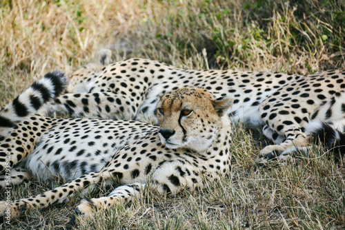 Rest and Recharge: A Majestic Cheetah Takes a Break in the Serengeti, Tanzania.