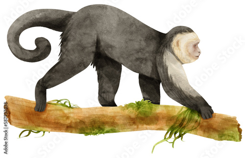 Photography Capuchin monkey animal on tree watercolor painting