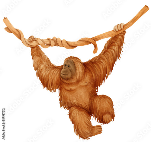 Orangutan cartoon illustration