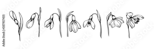 First spring flowers. Set Snowdrops vector graphic illustration