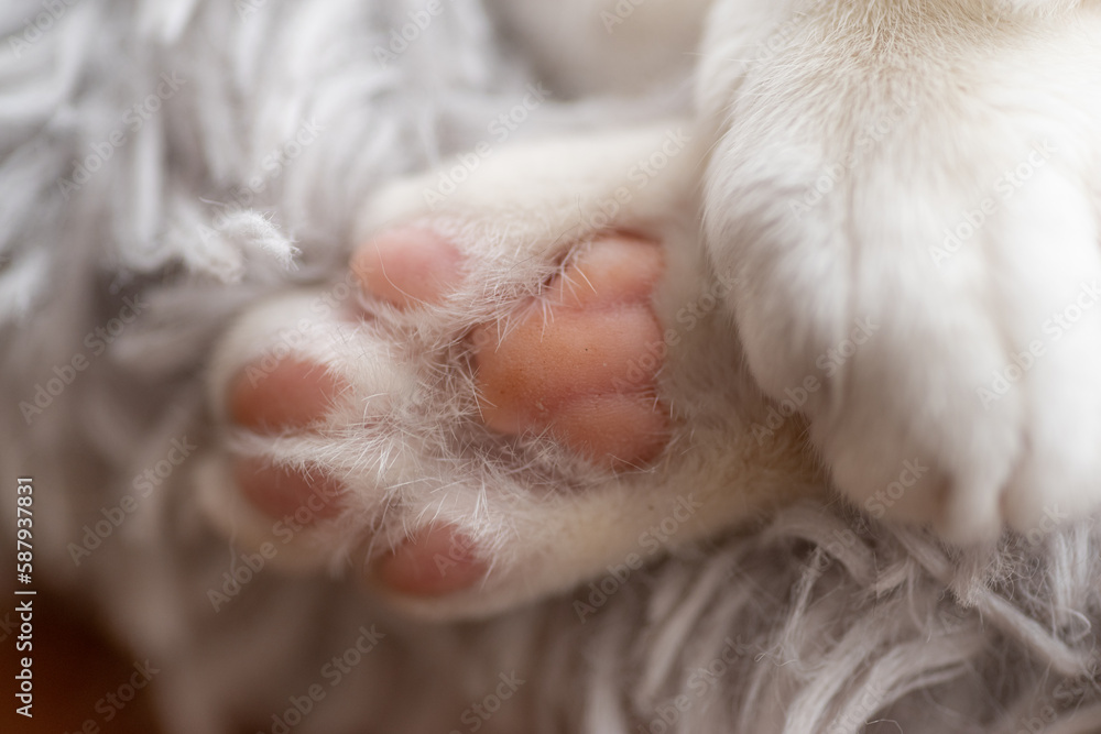 可愛い猫の足の裏 可愛い猫の足の裏